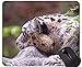 Produktbild Gaming Mousepads und Snow Leopard Cat Family Mouse-Pads Kurzfristiger Geschenk-Bedarf