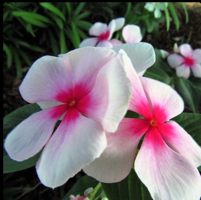 Image of Live Sadhabahar Plant with Plastic Bag | Evergreen Flowering Periwinkle Plant with White & Pink Blooms | Sadabaahar Flower Plant for Home Garden Balcony Outdoor