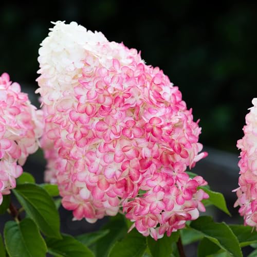 Hortensien Winterhart Paniculata Pink and Rose (3 Pflanzen) - Hydrangea...