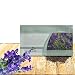 Outsidepride Salvia Blue Monday - 1000 Seeds