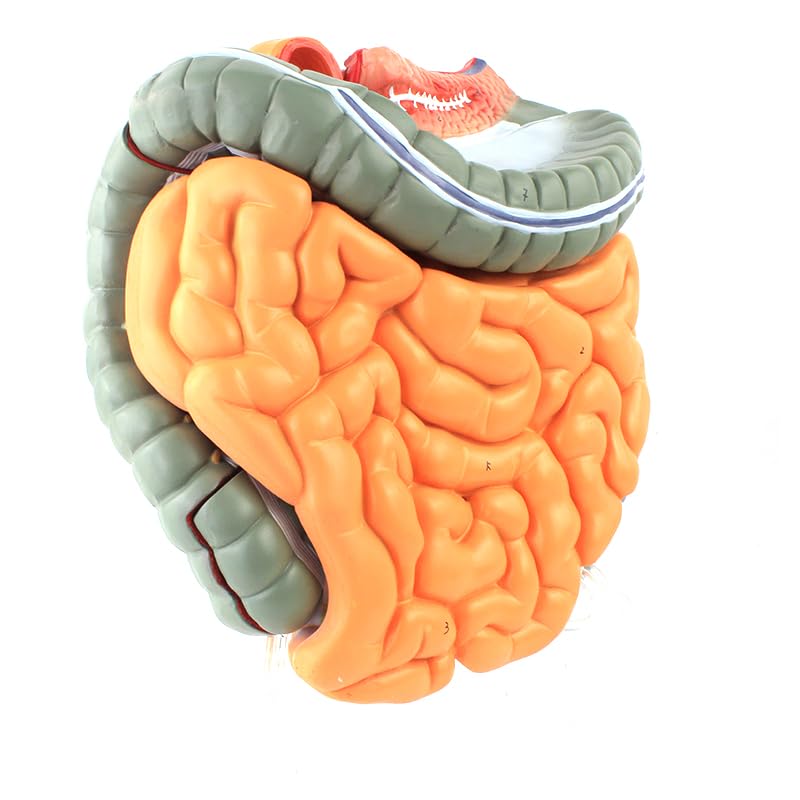 Life-Size Human Intestine Anatomy Model - Colon with Small Intestine, Detachable Digestive System Organ for Medical Education and Study