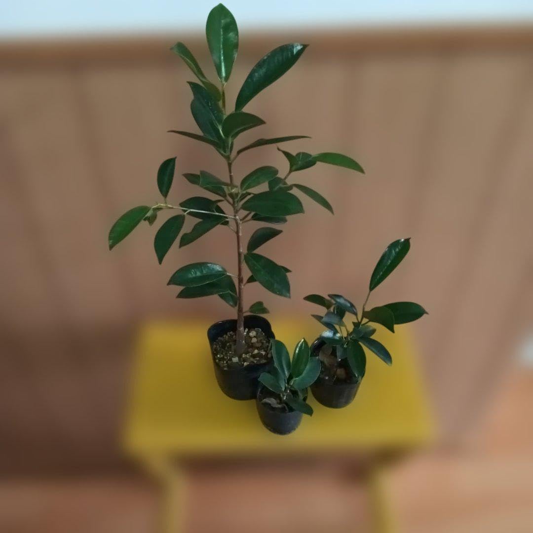 Amazon｜ガジュマル 実生苗3株セット｜観葉植物 オンライン通販