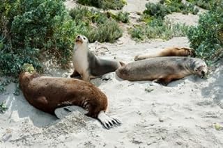 Posterazzi Australian Sea Lions (Neophoca cinerea) Resting in Sand Seal Bay Kangaroo Island South Australia Poster Print by Panoramic Images, (36 x 24), Varies