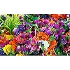 Generic 100st Hummingbird Haven Gemengde bloemzaden