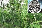 Germinazione I Semi: 30+ Moringa oleifera Semi Bacchetta Albero