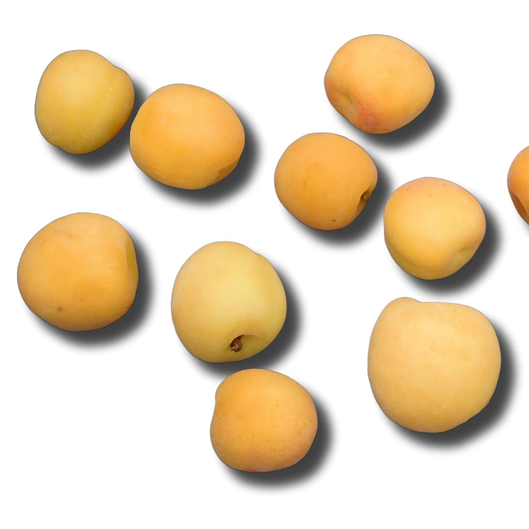 Albicocco Tardiva di Picciola Pianta da Frutto età 4 anni | Varietà tardiva Autofertile - Vaso 26 cm Altezza 180~200 cm