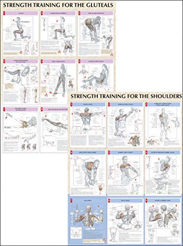 Strength Training Anatomy Poster Series