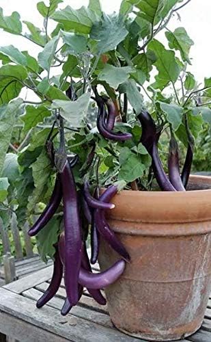 Live Long Brinjal - Baingan Vegetable Plant with Pot
