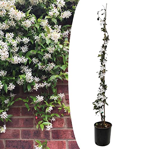 Plant in a Box - Trachelospermum jasminoides - XL Jasmin etoile grimpant - Fleurs blanc - Pot 17cm - Hauteur 110-120cm