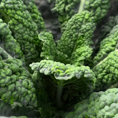 col kale jardín de perennes resistentes balcón invernadero decorativas semillas de decoración oficina 55pcs