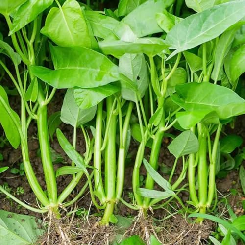 Three stem Water Spinach Seeds (Kangkong/Rau Mung) Rau muong Ba Chac 200+ Non-GMO Fast-Germinating Leafy Vegetable Seeds | Ht rau mung ba chc 200+