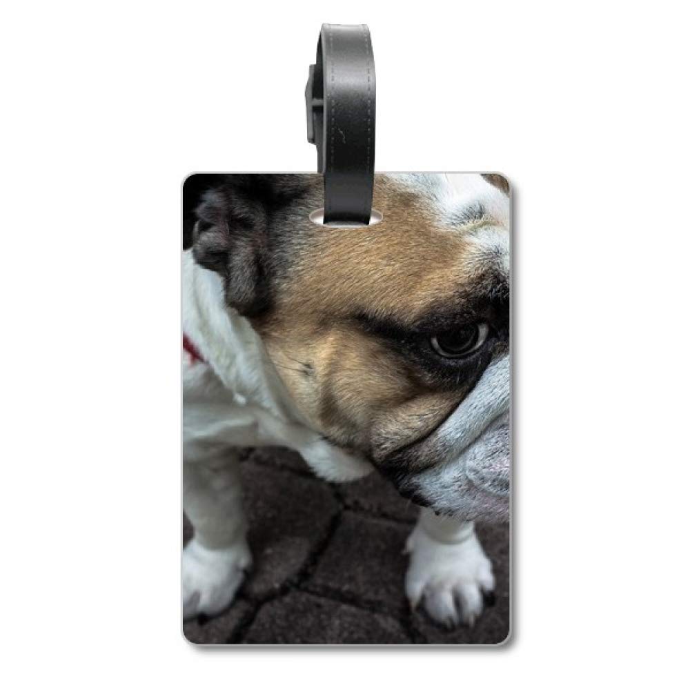 Étiquette d'identification Bulldog durable anti-perte pour sécuriser les chiens fugueurs - 5