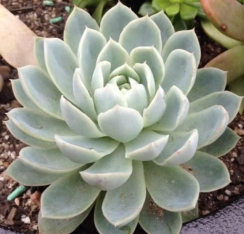 Trendygreens Original Laxmi Kamal Sempervivum Live Succulent Plant