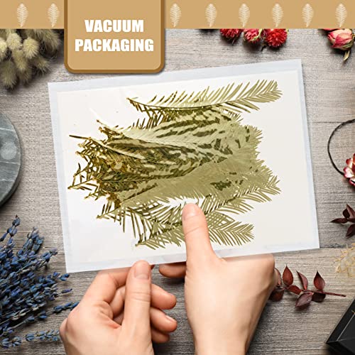 Hojas de Cedro Secas Naturales, Paquete de 42 Piezas miniatura 7