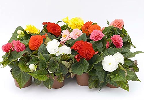 9X Begonia Fortune Mixed Bright Coloured Double Flowers. NOT Plug Plants Garden Ready