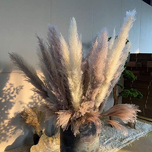 Pampas Grass, 5Pcs Natural Dried Flowers Phragmites Bouquet Artificial Flowers for DIY Home Kitchen Wedding Table Floral Arrangements Vase Decor (B)