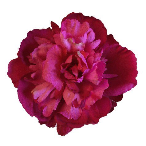 Peony Artificial Flower Hair Clip/Pin Brooch, Two Tone Orchid