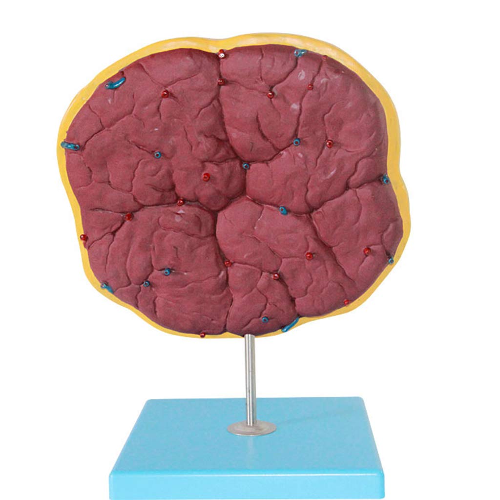 Plazenta- Und Nabelschnurmodell, Medizinische Geräte, Modell Der Menschlichen Anatomie, Medizinisches Lehrmittel, Medizinische Modelle Und Lehrmaterialien