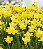 Kiepenkerl - Blumenzwiebeln