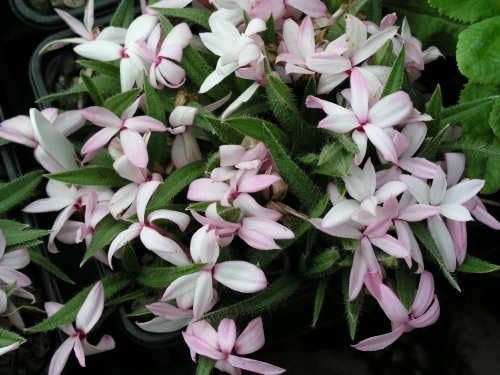 TÌNH YÊU CÂY CỎ ĐV 5 - Page 15 51BICZjtPOL._AC_