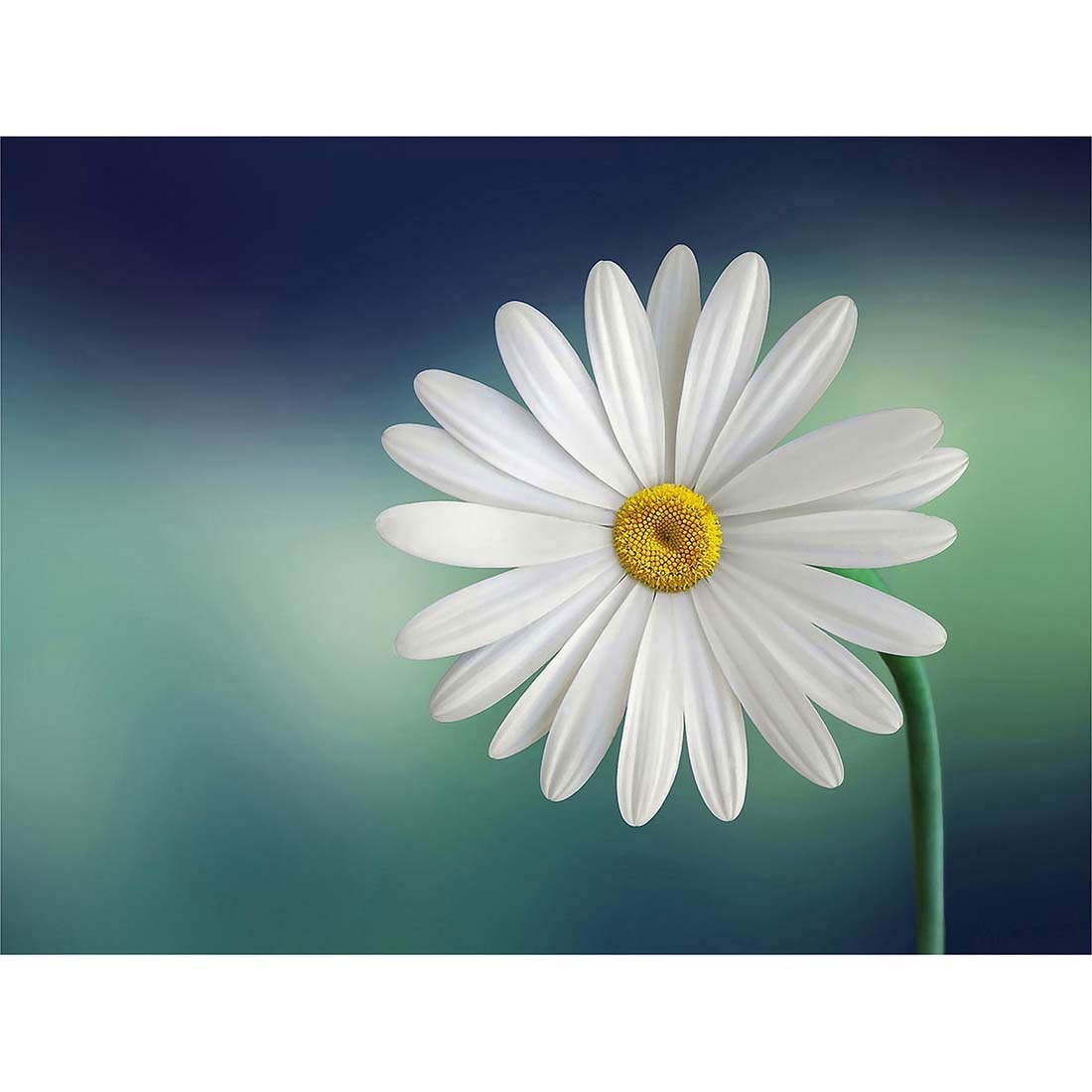 Wee Blue Coo White Flower Petals Daisy Art Print Poster Wall Decor 12X16 Inch
