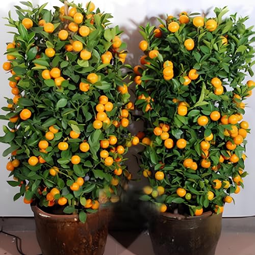 Image of 15+ SEEDS- Mandarin Orange Dwarf Seeds Indoors Outdoors Fruit Tree Seeds