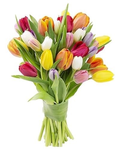 Kabloom Flowers KB-SV-0023-A999-V999 Bouquet Of 15 Assorted Tulip Without Vase - Fall Collection - Kabloom Prime Next Day - Gift For Birthday, Sympathy, Anniversary, Get Well, Thank You, Valentine, Mother’S Day Fresh Flowers