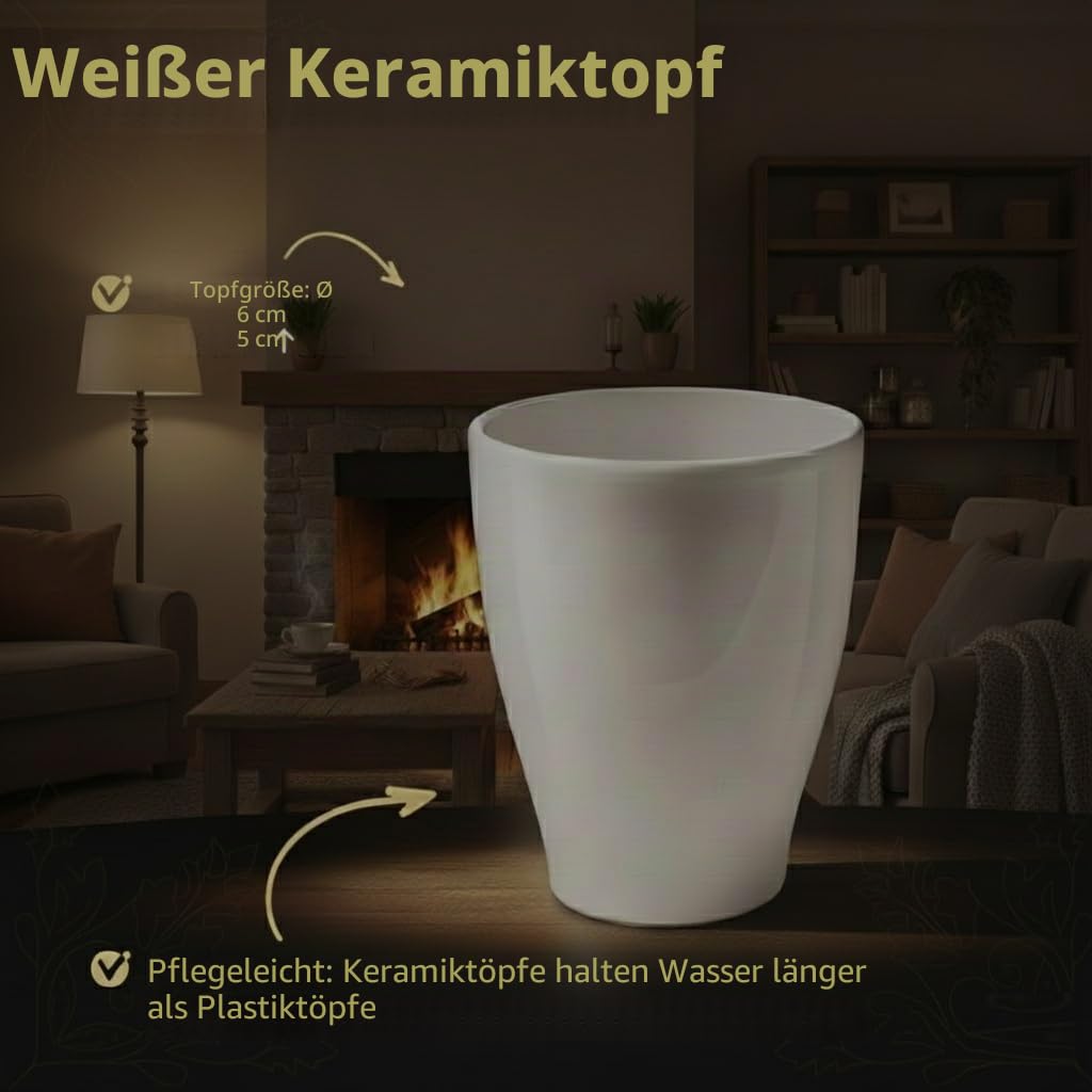 Vdvelde․com - Gastgeschenk Hochzeit, 20 Mini Pflanzen im Keramiktopf | Persönliche Tischdeko für Taufe, Kommunion und Firmenfeier, 20 Sukkulenten Ø 6 cm plus Kärtchen zum Beschriften