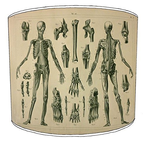 Vintage Anatomy Skeleton Lampshade for A Table Lamp in 3 Sizes - Free Personalisation