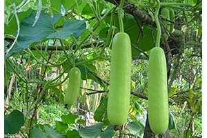 Bottle Gourd Seeds, NAM Tao Yao (Asian Vegetable) Grows 12" Long and 2.5 pounds