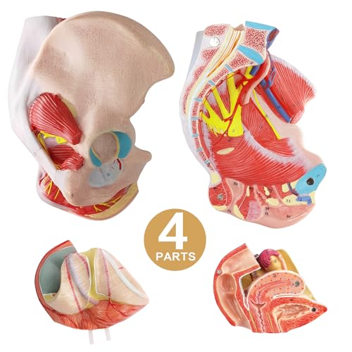 Image of Life Size Human Female Pelvis Model with Pelvic Floor Muscles, Vessels Nerves & Reproductive, 4 Parts Removable Organs, for the teaching of physiology and hygiene in the teaching of anatomy schools