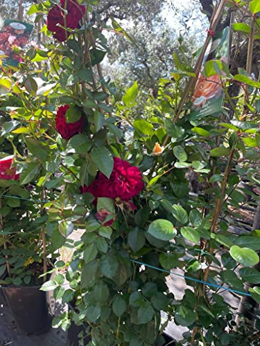 ROSA MEILLAND RAMPICANTE v 21 110 cm in fiore bocciolo grande ROSSA
