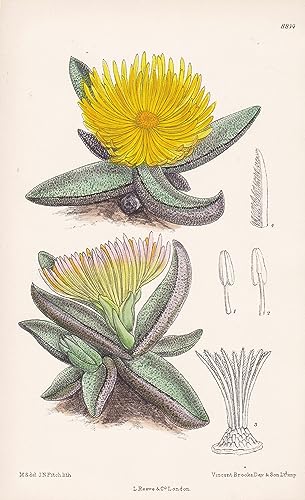 Mesembryanthmum nobile. Tab 8814 - Pleiospilos nobilis / Pflanze Planzen plant plants / flower flowers Blume Blumen / botanical Botanik botany / aus 