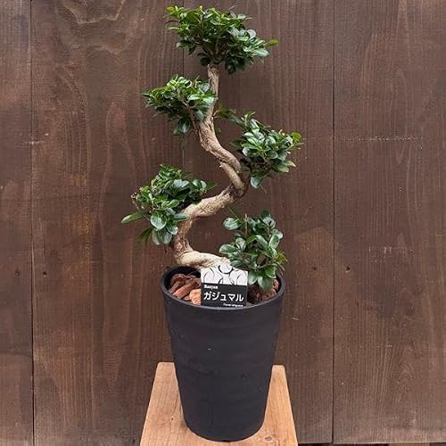 観葉植物 ガジュマル 昇り竜」の人気商品一覧 | 安い商品を通販サイト