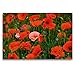 Produktbild CALVENDO Premium Textil-Leinwand 120 x 80 cm Quer-Format Voll Mohn, Leinwanddruck von Michael Möller