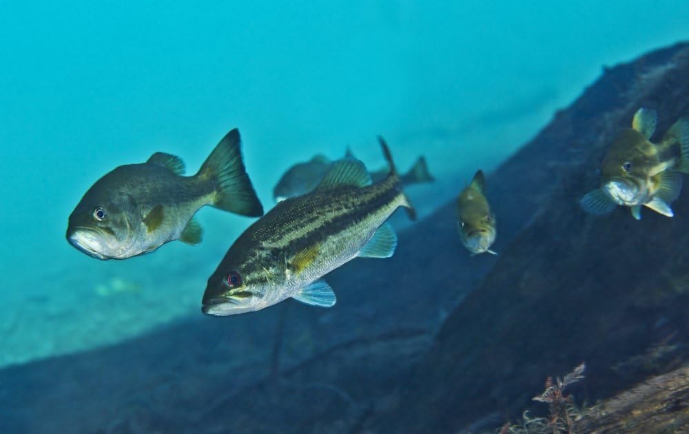 The Poster Corp Michael Wood/Stocktrek Images – A gang of Largemouth Bass swimming upstream. Photo Print (44.45 x 27.94 cm)
