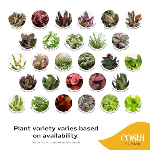 Image of Costa Farms Mini Live Indoor Houseplants (12-Pack), Starter Plants in Nursery Pots, Assorted Foliage Mix (Varieties May Vary), Bulk Tiny Plants for DIY Terrariums, Party Favors, and Home Office Decor