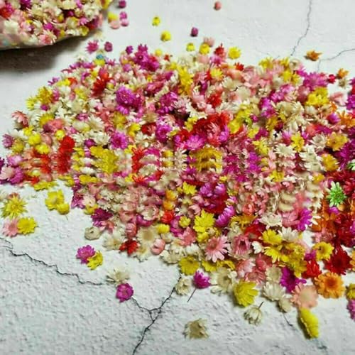 200 piezas flores secas para manualidades DIY miniatura 5