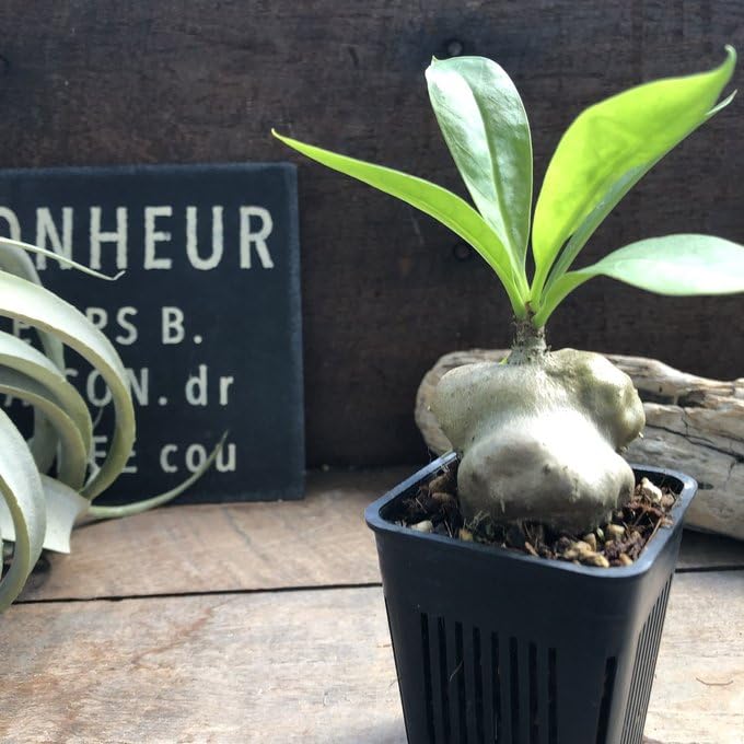 Amazon.co.jp: アリ植物 Myrmecodia sp.(large leaves, soft thorn Amazon.co.jp: アリ植物 Myrmecodia sp.(large leaves, soft thorn