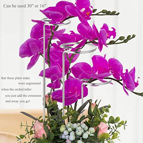 5 Pack 30 Inch (Diy) Plant Cages Support Stakes (Stainless Steel), Garden Single Stem Support Stake Amaryllis Plant Cage Support Rings For Tomatoes Orchid Lily Peony Rose Stem Narcissus (30 Inch) #TOP4