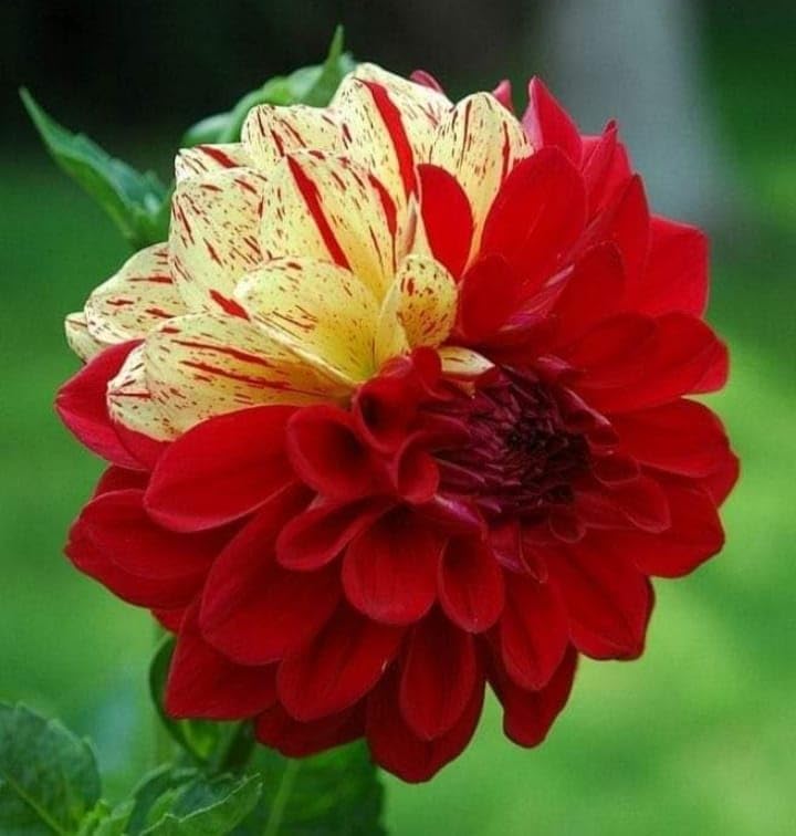 Image of Imported Dahlia Flower Bulbs For Your Home And Gardening Pack of 2 Bulbs (red white mix)