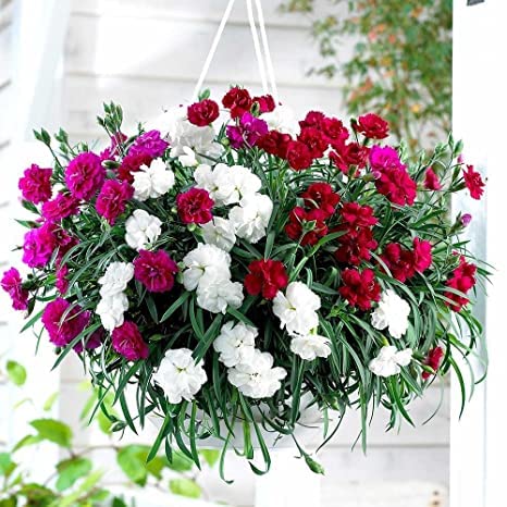 Beautifull Phlox Mixed Flower seeds for Home Gardening pack of 50 seeds-image-1