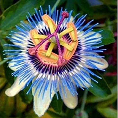 Chuxay Garden Mix Passion Fruit-Passiflora Edulis,Passion Flower,Originating 10 Seeds Xotic Non-Gmo Flower Sweet Fruit Gardening Gifts Great For Garden #TOP3