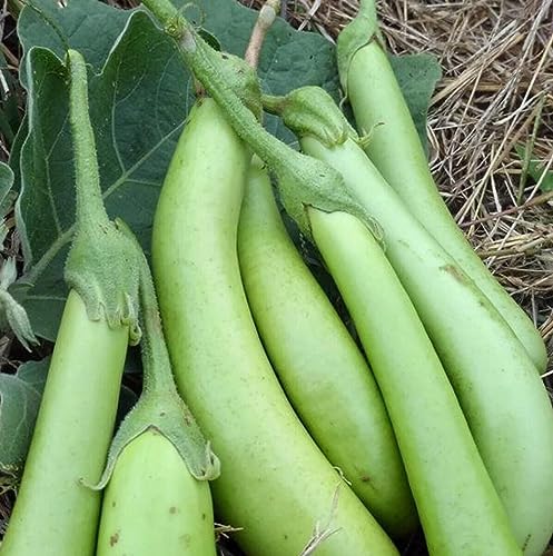 Eggplant Long Green 50 Seeds Prolific Producer Asian Vegetable Garden