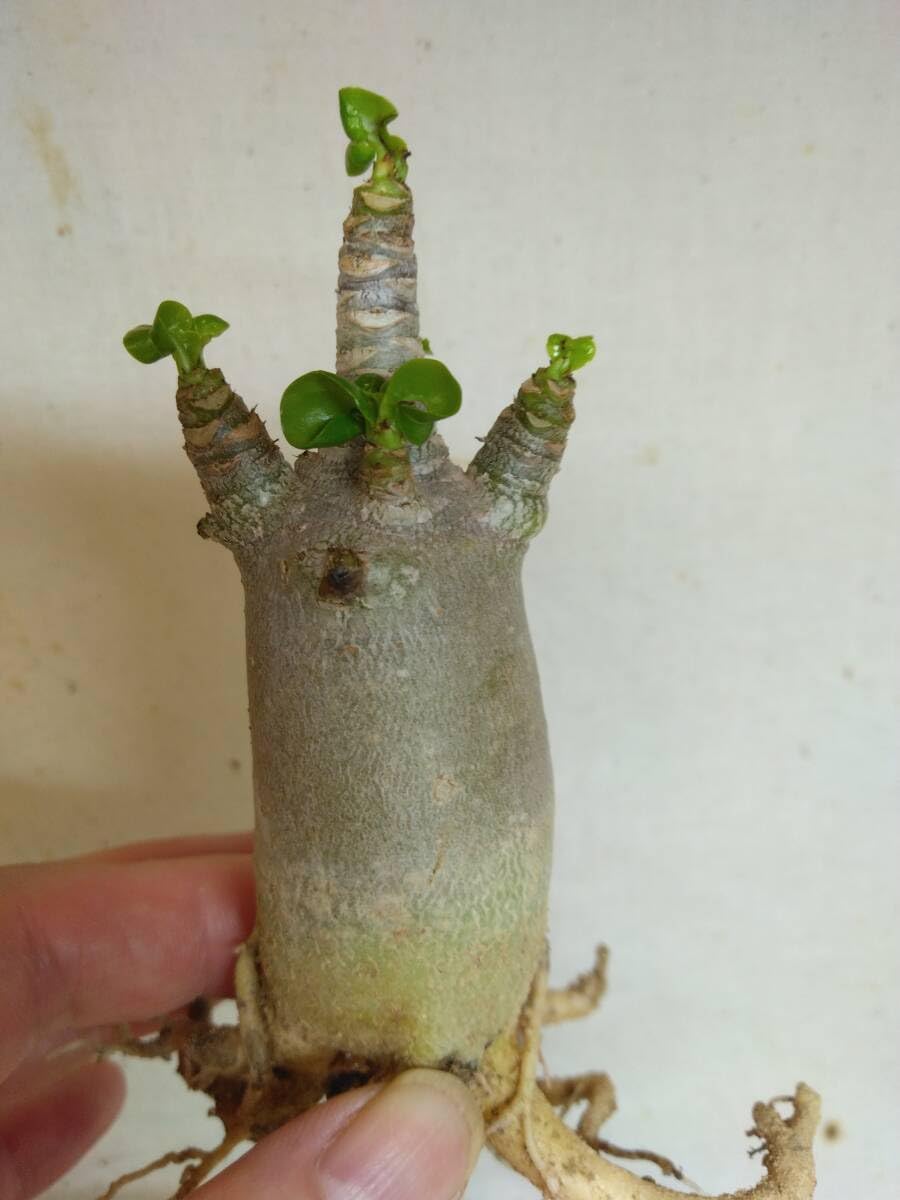 獅子葉DHA苗ドーセットホーンエンペラー大苗 adenium dorset horn emperor RN219