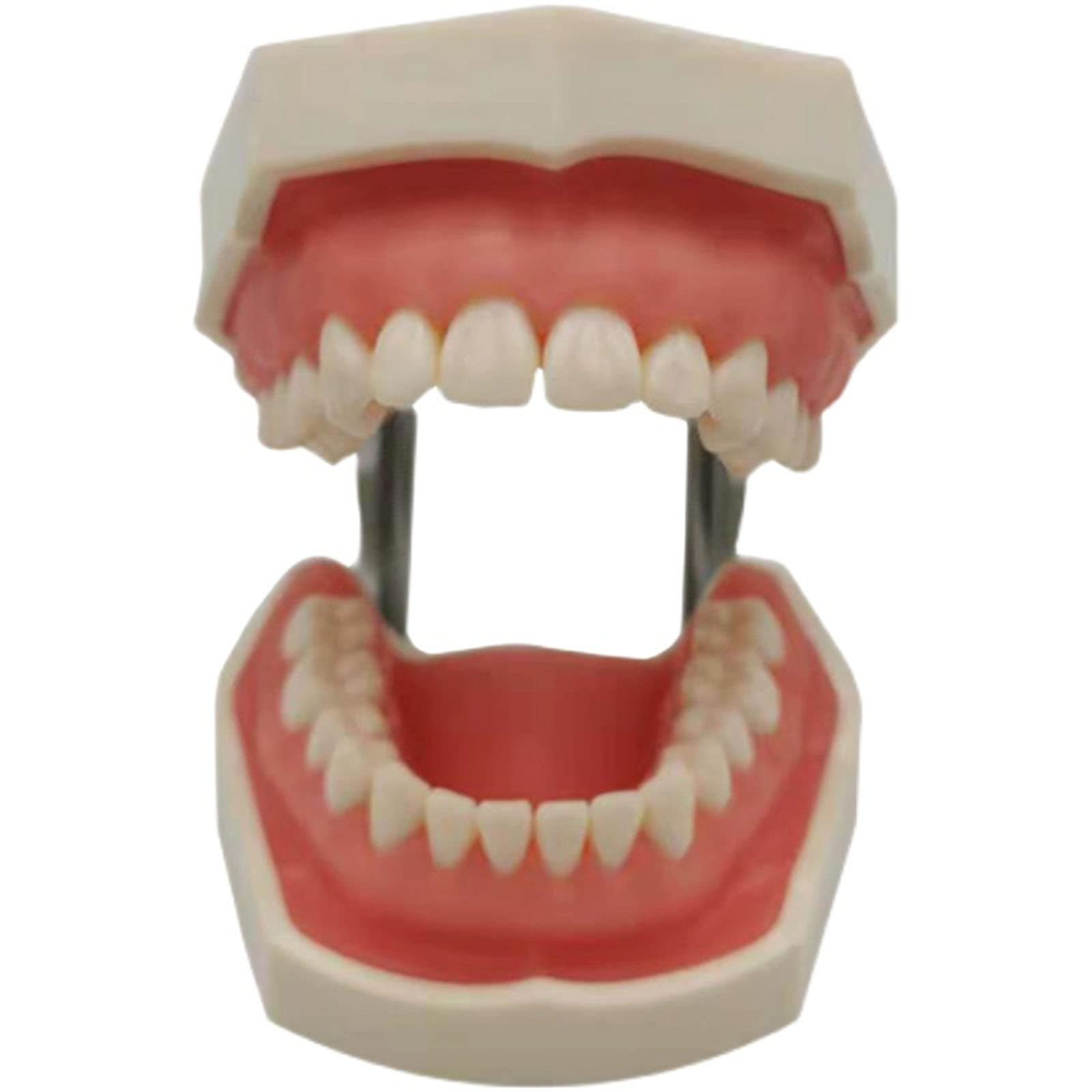 Sjdopulse Typodont Teeth Model - Simulated Oral Teeth Removerable Teeth Model - Dental Teeth Study Teaching Model Adult Teeth Demonstration Model