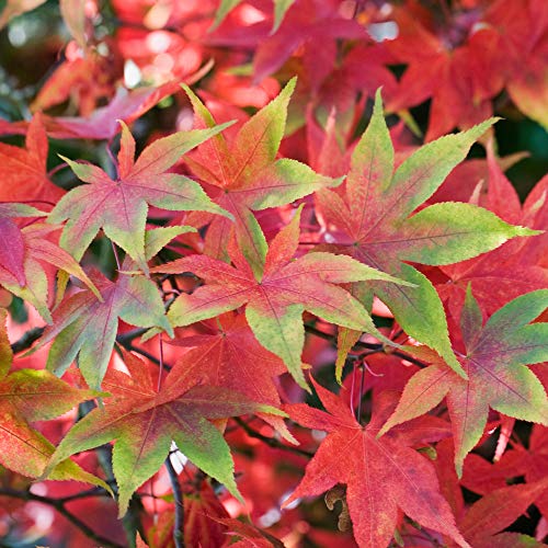 Acer palmatum 'Osakazuki' | Japanischer Ahorn-Laubbaum-Gartenpflanzenbaum im Topf