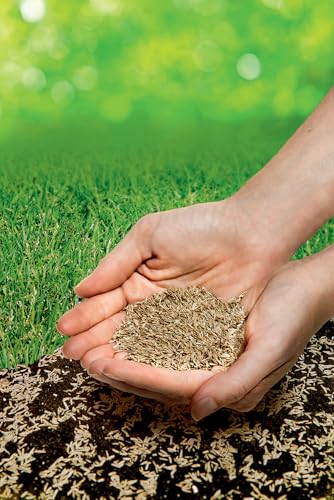 Kiepenkerl Regenerations-Rasensamen 651005, 0,25 kg - Hohe Regenerationsfähigkeit, schnelle Keimung, ideal für Rasenreparatur, robust und keimstark