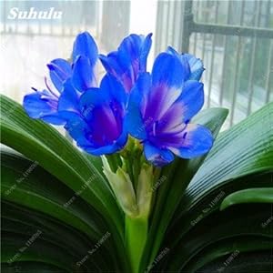 Bonsai clivia seeds, rare of clivia flowers, plants in flower pot dedicated window sills Garden decor 100 pcs 4