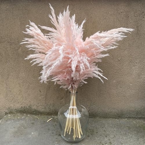 Pampas Grass Large 10Pcs Pink Dried Flower Decor miniatura 2